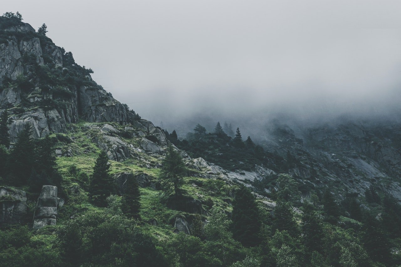 green leafed trees during fog time 167684